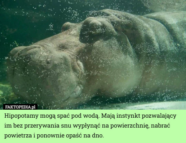 Hipopotamy mogą spać pod wodą. Mają instynkt pozwalający im bez przerywania snu wypłynąć na powierzchnię, nabrać powietrza i ponownie opaść na dno. 