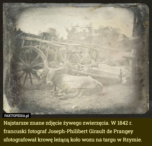 Najstarsze znane zdjęcie żywego zwierzęcia. W 1842 r. francuski fotograf Joseph-Philibert Girault de Prangey sfotografował krowę leżącą koło wozu na targu w Rzymie. 