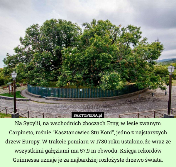 Na Sycylii, na wschodnich zboczach Etny, w lesie zwanym Carpineto, rośnie "Kasztanowiec Stu Koni", jedno z najstarszych drzew Europy. W trakcie pomiaru w 1780 roku ustalono, że wraz ze wszystkimi gałęziami ma 57,9 m obwodu. Księga rekordów Guinnessa uznaje je za najbardziej rozłożyste drzewo świata. 