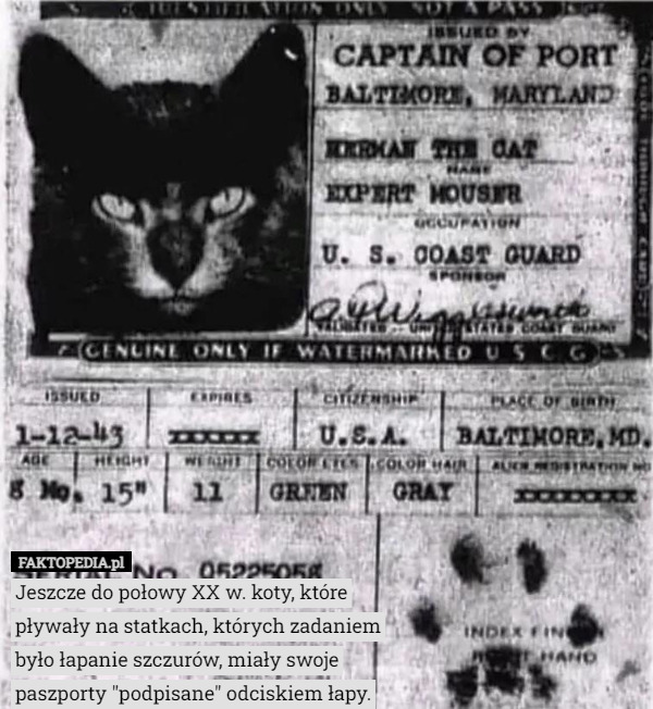 Jeszcze do połowy XX w. koty, które pływały na statkach, których zadaniem było łapanie szczurów, miały swoje paszporty "podpisane" odciskiem łapy. 