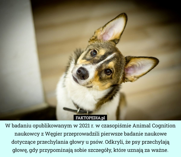 W badaniu opublikowanym w 2021 r. w czasopiśmie Animal Cognition naukowcy z Węgier przeprowadzili pierwsze badanie naukowe dotyczące przechylania głowy u psów. Odkryli, że psy przechylają głowę, gdy przypominają sobie szczegóły, które uznają za ważne. 