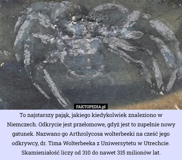 To najstarszy pająk, jakiego kiedykolwiek znaleziono w Niemczech. Odkrycie jest przełomowe, gdyż jest to zupełnie nowy gatunek. Nazwano go Arthrolycosa wolterbeeki na cześć jego odkrywcy, dr. Tima Wolterbeeka z Uniwersytetu w Utrechcie. Skamieniałość liczy od 310 do nawet 315 milionów lat. 