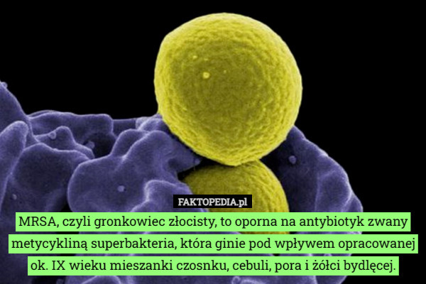 MRSA, czyli gronkowiec złocisty, to oporna na antybiotyk zwany metycykliną superbakteria, która ginie pod wpływem opracowanej ok. IX wieku mieszanki czosnku, cebuli, pora i żółci bydlęcej. 