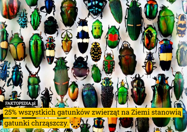 25% wszystkich gatunków zwierząt na Ziemi stanowią gatunki chrząszczy. 