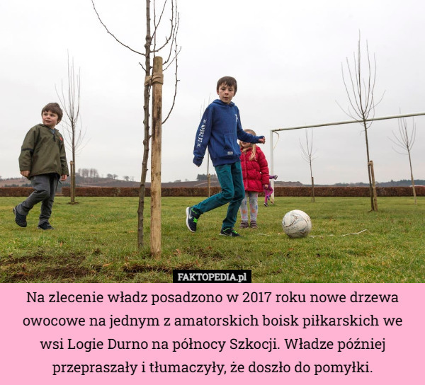 Na zlecenie władz posadzono w 2017 roku nowe drzewa owocowe na jednym z amatorskich boisk piłkarskich we wsi Logie Durno na północy Szkocji. Władze później przepraszały i tłumaczyły, że doszło do pomyłki. 