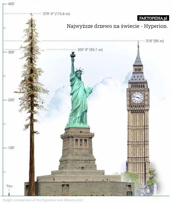 Najwyższe drzewo na świecie - Hyperion. 