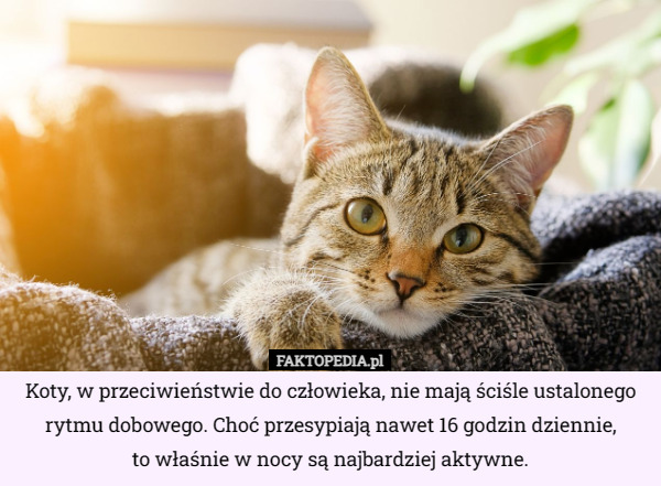 Koty, w przeciwieństwie do człowieka, nie mają ściśle ustalonego rytmu dobowego. Choć przesypiają nawet 16 godzin dziennie,
 to właśnie w nocy są najbardziej aktywne. 