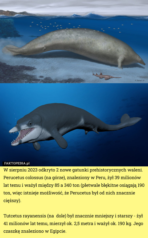 W sierpniu 2023 odkryto 2 nowe gatunki prehistorycznych waleni. Perucetus colossus (na górze), znaleziony w Peru, żył 39 milionów lat temu i ważył między 85 a 340 ton (płetwale błękitne osiągają 190 ton, więc istnieje możliwość, że Perucetus był od nich znacznie cięższy).

Tutcetus rayanensis (na  dole) był znacznie mniejszy i starszy - żył 41 milionów lat temu, mierzył ok. 2,5 metra i ważył ok. 190 kg. Jego czaszkę znaleziono w Egipcie. 