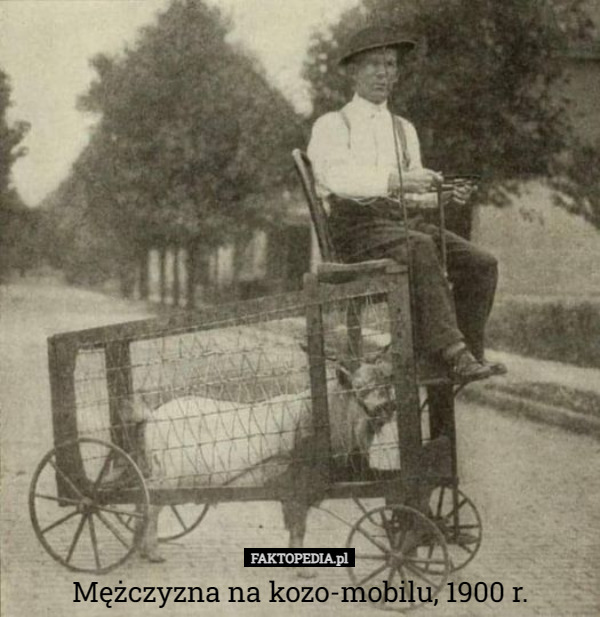 Mężczyzna na kozo-mobilu, 1900 r. 