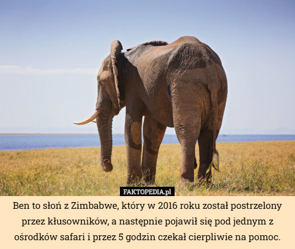 Ben to słoń z Zimbabwe, który w 2016 roku został postrzelony przez kłusowników, a następnie pojawił się pod jednym z ośrodków safari i przez 5 godzin czekał cierpliwie na pomoc. 