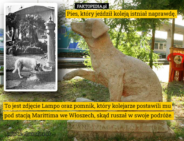 Pies, który jeździł koleją istniał naprawdę. To jest zdjęcie Lampo oraz pomnik, który kolejarze postawili mu pod stacją Marittima we Włoszech, skąd ruszał w swoje podróże. 