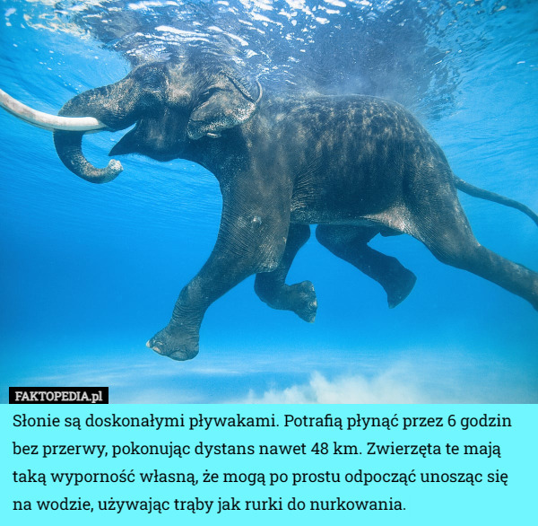Słonie są doskonałymi pływakami. Potrafią płynąć przez 6 godzin bez przerwy, pokonując dystans nawet 48 km. Zwierzęta te mają taką wyporność własną, że mogą po prostu odpocząć unosząc się na wodzie, używając trąby jak rurki do nurkowania. 