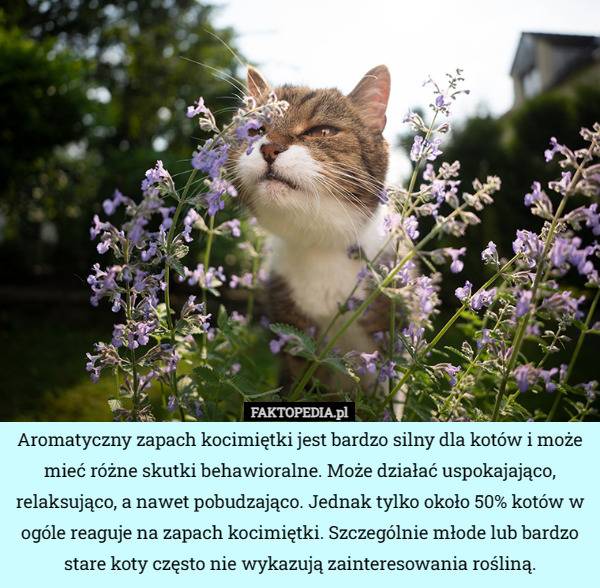 Aromatyczny zapach kocimiętki jest bardzo silny dla kotów i może mieć różne skutki behawioralne. Może działać uspokajająco, relaksująco, a nawet pobudzająco. Jednak tylko około 50% kotów w ogóle reaguje na zapach kocimiętki. Szczególnie młode lub bardzo stare koty często nie wykazują zainteresowania rośliną. 