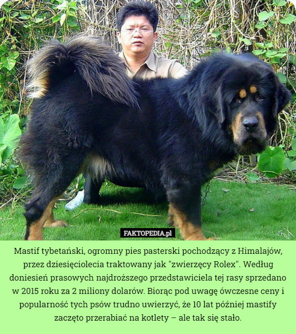 Mastif tybetański, ogromny pies pasterski pochodzący z Himalajów, przez dziesięciolecia traktowany jak "zwierzęcy Rolex". Według doniesień prasowych najdroższego przedstawiciela tej rasy sprzedano w 2015 roku za 2 miliony dolarów. Biorąc pod uwagę ówczesne ceny i popularność tych psów trudno uwierzyć, że 10 lat później mastify zaczęto przerabiać na kotlety – ale tak się stało. 