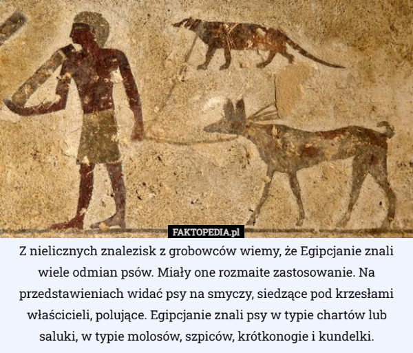 Z nielicznych znalezisk z grobowców wiemy, że Egipcjanie znali wiele odmian psów. Miały one rozmaite zastosowanie. Na przedstawieniach widać psy na smyczy, siedzące pod krzesłami właścicieli, polujące. Egipcjanie znali psy w typie chartów lub saluki, w typie molosów, szpiców, krótkonogie i kundelki. 