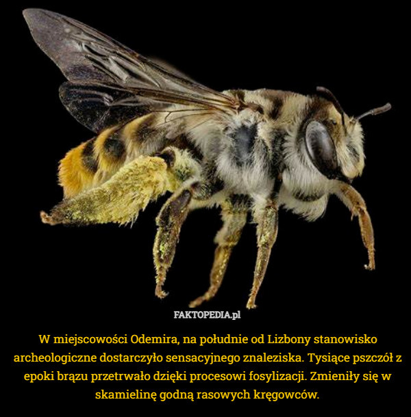 W miejscowości Odemira, na południe od Lizbony stanowisko archeologiczne dostarczyło sensacyjnego znaleziska. Tysiące pszczół z epoki brązu przetrwało dzięki procesowi fosylizacji. Zmieniły się w skamielinę godną rasowych kręgowców. 