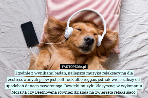 Zgodnie z wynikami badań, najlepszą muzyką relaksacyjną dla zestresowanych psów jest soft rock albo reggae, jednak wiele zależy od upodobań danego czworonoga. Dźwięki muzyki klasycznej w wykonaniu Mozarta czy Beethovena również działają na zwierzęta relaksująco. 