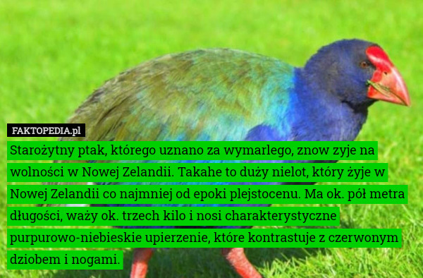 Starożytny ptak, którego uznano za wymarlego, znow zyje na wolności w Nowej Zelandii. Takahe to duży nielot, który żyje w Nowej Zelandii co najmniej od epoki plejstocenu. Ma ok. pół metra długości, waży ok. trzech kilo i nosi charakterystyczne purpurowo-niebieskie upierzenie, które kontrastuje z czerwonym dziobem i nogami. 