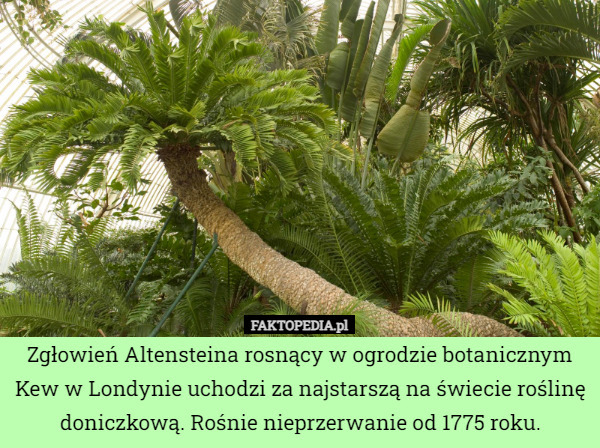 Zgłowień Altensteina rosnący w ogrodzie botanicznym Kew w Londynie uchodzi za najstarszą na świecie roślinę doniczkową. Rośnie nieprzerwanie od 1775 roku. 