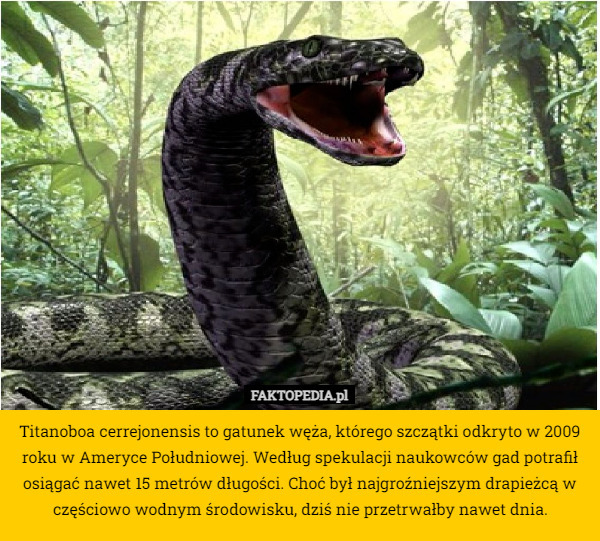 Titanoboa cerrejonensis to gatunek węża, którego szczątki odkryto w 2009 roku w Ameryce Południowej. Według spekulacji naukowców gad potrafił osiągać nawet 15 metrów długości. Choć był najgroźniejszym drapieżcą w częściowo wodnym środowisku, dziś nie przetrwałby nawet dnia. 