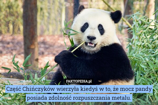Część Chińczyków wierzyła kiedyś w to, że mocz pandy posiada zdolność rozpuszczania metalu. 
