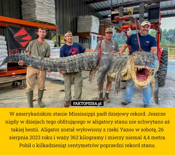 W amerykańskim stanie Mississippi padł dziejowy rekord. Jeszcze nigdy w dziejach tego obfitującego w aligatory stanu nie schwytano aż takiej bestii. Aligator został wyłowiony z rzeki Yazoo w sobotę, 26 sierpnia 2023 roku i waży 362 kilogramy i mierzy niemal 4,4 metra. Pobił o kilkadziesiąt centymetrów poprzedni rekord stanu. 