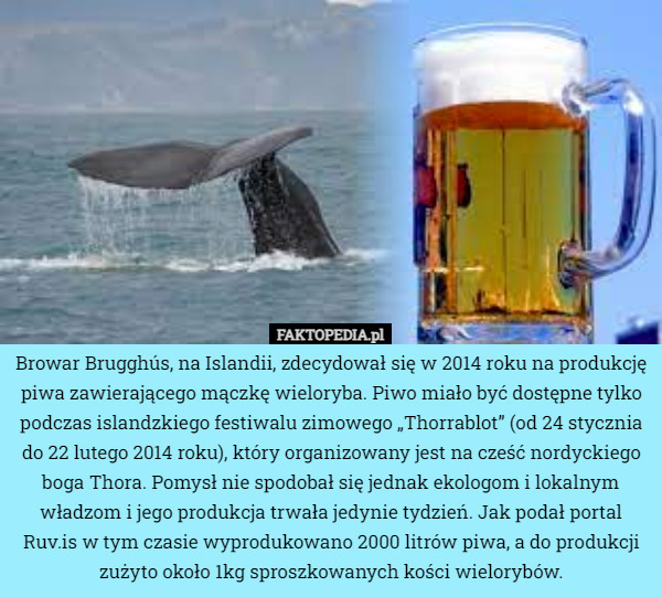 Browar Brugghús, na Islandii, zdecydował się w 2014 roku na produkcję piwa zawierającego mączkę wieloryba. Piwo miało być dostępne tylko podczas islandzkiego festiwalu zimowego „Thorrablot” (od 24 stycznia do 22 lutego 2014 roku), który organizowany jest na cześć nordyckiego boga Thora. Pomysł nie spodobał się jednak ekologom i lokalnym władzom i jego produkcja trwała jedynie tydzień. Jak podał portal Ruv.is w tym czasie wyprodukowano 2000 litrów piwa, a do produkcji zużyto około 1kg sproszkowanych kości wielorybów. 