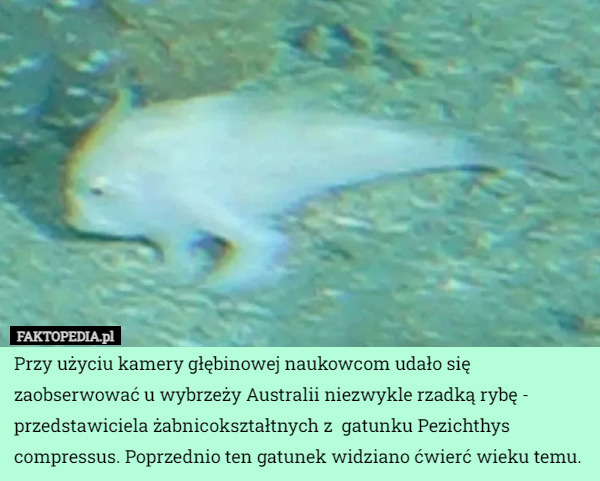 Przy użyciu kamery głębinowej naukowcom udało się zaobserwować u wybrzeży Australii niezwykle rzadką rybę - przedstawiciela żabnicokształtnych z  gatunku Pezichthys compressus. Poprzednio ten gatunek widziano ćwierć wieku temu. 