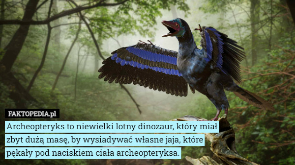 Archeopteryks to niewielki lotny dinozaur, który miał zbyt dużą masę, by wysiadywać własne jaja, które pękały pod naciskiem ciała archeopteryksa. 
