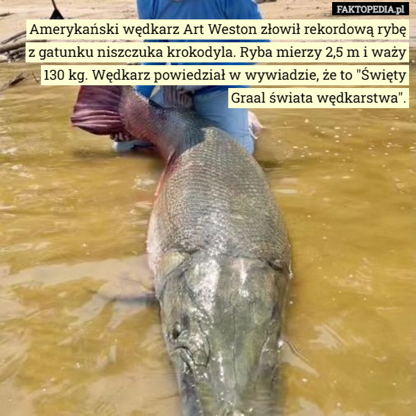 Amerykański wędkarz Art Weston złowił rekordową rybę z gatunku niszczuka krokodyla. Ryba mierzy 2,5 m i waży 130 kg. Wędkarz powiedział w wywiadzie, że to "Święty Graal świata wędkarstwa". 