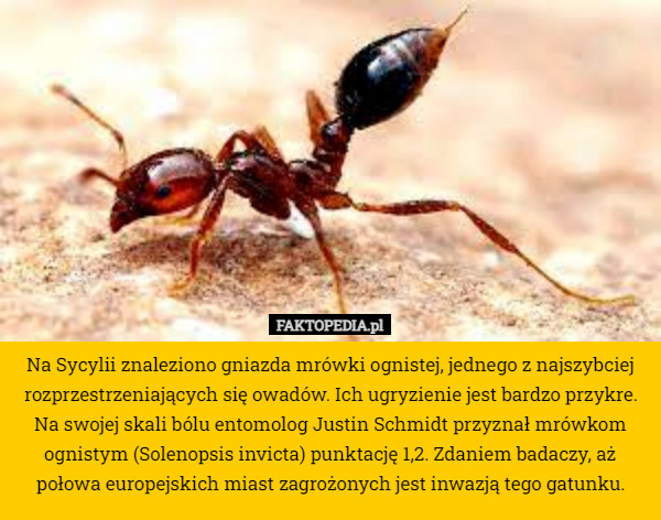 Na Sycylii znaleziono gniazda mrówki ognistej, jednego z najszybciej rozprzestrzeniających się owadów. Ich ugryzienie jest bardzo przykre. Na swojej skali bólu entomolog Justin Schmidt przyznał mrówkom ognistym (Solenopsis invicta) punktację 1,2. Zdaniem badaczy, aż połowa europejskich miast zagrożonych jest inwazją tego gatunku. 