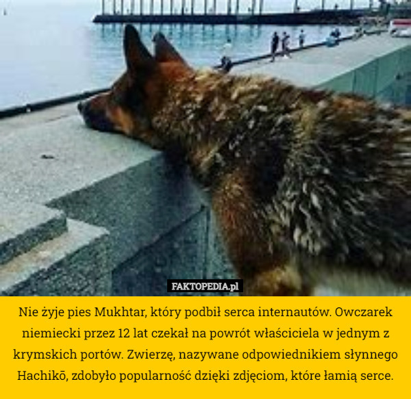 Nie żyje pies Mukhtar, który podbił serca internautów. Owczarek niemiecki przez 12 lat czekał na powrót właściciela w jednym z krymskich portów. Zwierzę, nazywane odpowiednikiem słynnego Hachikō, zdobyło popularność dzięki zdjęciom, które łamią serce. 