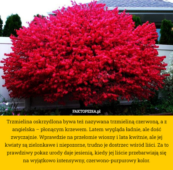 Trzmielina oskrzydlona bywa też nazywana trzmieliną czerwoną, a z angielska – płonącym krzewem. Latem wygląda ładnie, ale dość zwyczajnie. Wprawdzie na przełomie wiosny i lata kwitnie, ale jej kwiaty są zielonkawe i niepozorne, trudno je dostrzec wśród liści. Za to prawdziwy pokaz urody daje jesienią, kiedy jej liście przebarwiają się na wyjątkowo intensywny, czerwono-purpurowy kolor. 