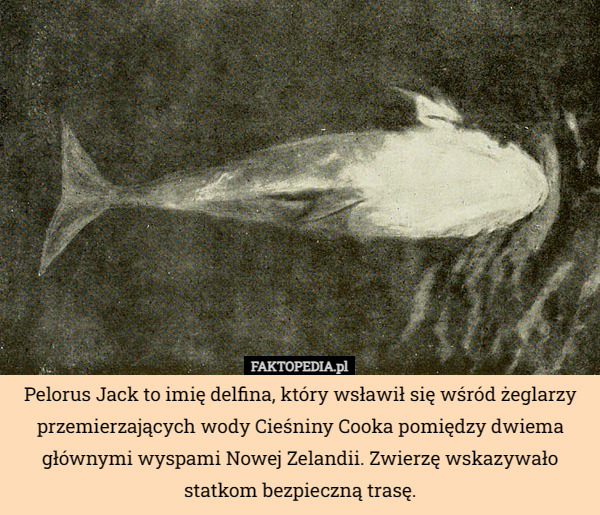 Pelorus Jack to imię delfina, który wsławił się wśród żeglarzy przemierzających wody Cieśniny Cooka pomiędzy dwiema głównymi wyspami Nowej Zelandii. Zwierzę wskazywało statkom bezpieczną trasę. 