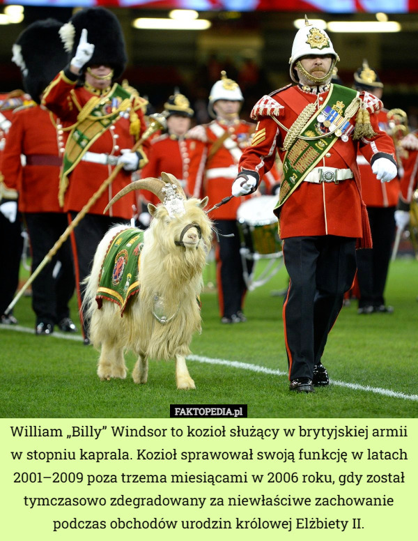 William „Billy” Windsor to kozioł służący w brytyjskiej armii w stopniu kaprala. Kozioł sprawował swoją funkcję w latach 2001–2009 poza trzema miesiącami w 2006 roku, gdy został tymczasowo zdegradowany za niewłaściwe zachowanie podczas obchodów urodzin królowej Elżbiety II. 