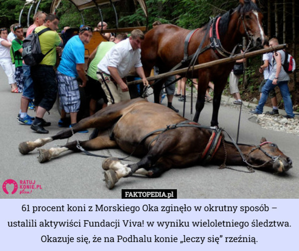 61 procent koni z Morskiego Oka zginęło w okrutny sposób – ustalili aktywiści Fundacji Viva! w wyniku wieloletniego śledztwa. Okazuje się, że na Podhalu konie „leczy się” rzeźnią. 