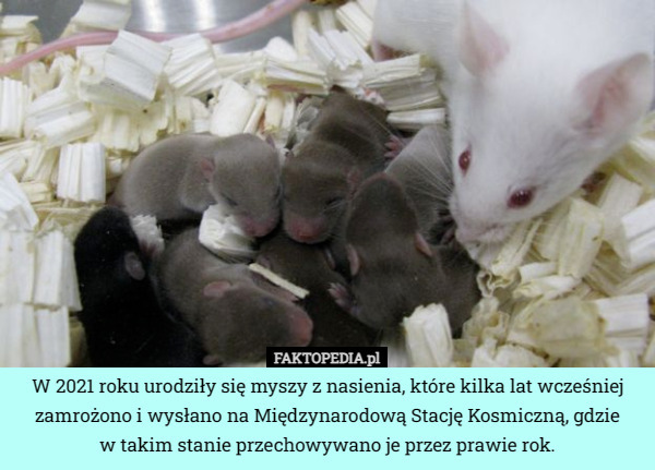 W 2021 roku urodziły się myszy z nasienia, które kilka lat wcześniej zamrożono i wysłano na Międzynarodową Stację Kosmiczną, gdzie
w takim stanie przechowywano je przez prawie rok. 