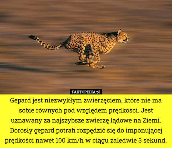 Gepard jest niezwykłym zwierzęciem, które nie ma sobie równych pod względem prędkości. Jest uznawany za najszybsze zwierzę lądowe na Ziemi. Dorosły gepard potrafi rozpędzić się do imponującej prędkości nawet 100 km/h w ciągu zaledwie 3 sekund. 