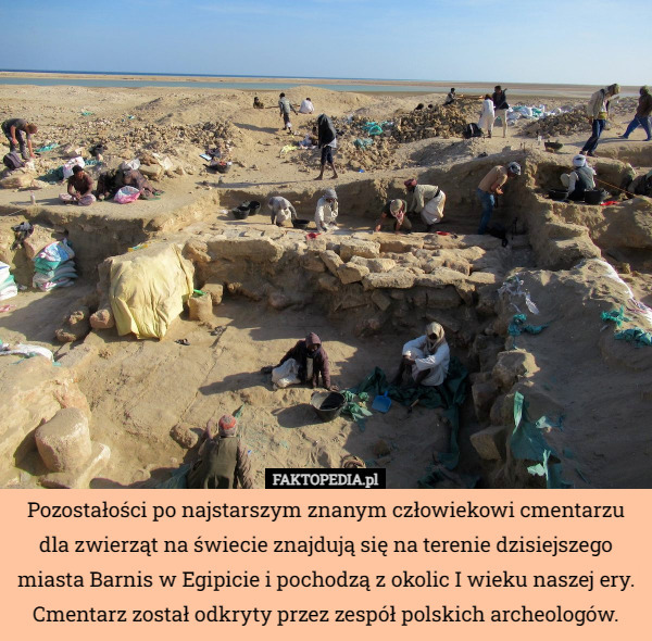 Pozostałości po najstarszym znanym człowiekowi cmentarzu dla zwierząt na świecie znajdują się na terenie dzisiejszego miasta Barnis w Egipicie i pochodzą z okolic I wieku naszej ery. Cmentarz został odkryty przez zespół polskich archeologów. 