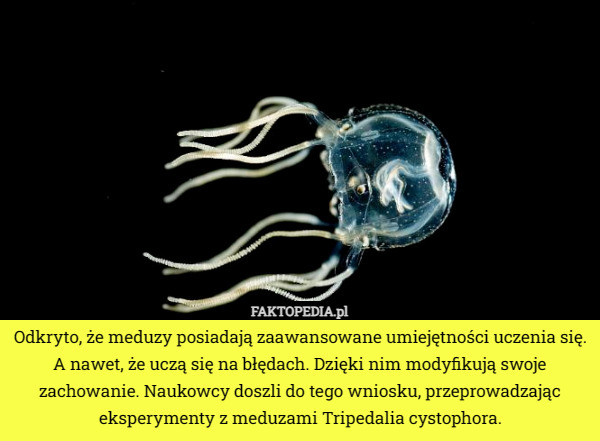 Odkryto, że meduzy posiadają zaawansowane umiejętności uczenia się. A nawet, że uczą się na błędach. Dzięki nim modyfikują swoje zachowanie. Naukowcy doszli do tego wniosku, przeprowadzając eksperymenty z meduzami Tripedalia cystophora. 
