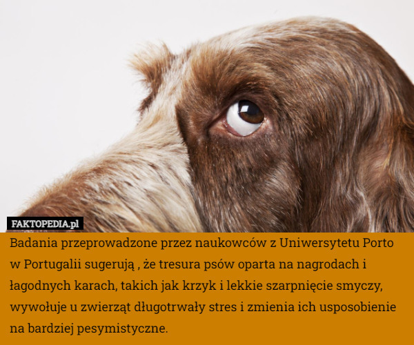 Badania przeprowadzone przez naukowców z Uniwersytetu Porto w Portugalii sugerują , że tresura psów oparta na nagrodach i łagodnych karach, takich jak krzyk i lekkie szarpnięcie smyczy, wywołuje u zwierząt długotrwały stres i zmienia ich usposobienie na bardziej pesymistyczne. 