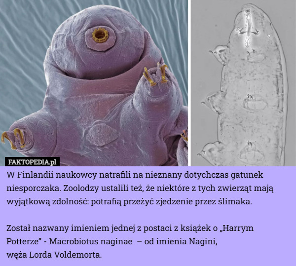 W Finlandii naukowcy natrafili na nieznany dotychczas gatunek niesporczaka. Zoolodzy ustalili też, że niektóre z tych zwierząt mają wyjątkową zdolność: potrafią przeżyć zjedzenie przez ślimaka.

Został nazwany imieniem jednej z postaci z książek o „Harrym Potterze” - Macrobiotus naginae  – od imienia Nagini,
 węża Lorda Voldemorta. 