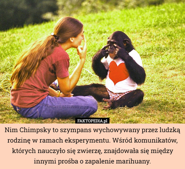 Nim Chimpsky to szympans wychowywany przez ludzką rodzinę w ramach eksperymentu. Wśród komunikatów, których nauczyło się zwierzę, znajdowała się między innymi prośba o zapalenie marihuany. 