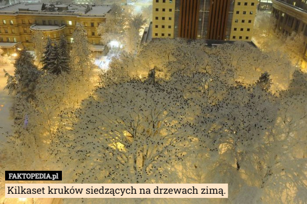Kilkaset kruków siedzących na drzewach zimą. 
