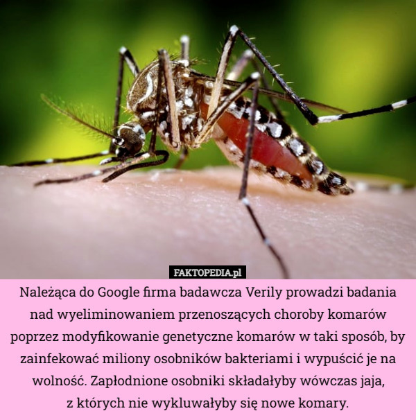 Należąca do Google firma badawcza Verily prowadzi badania nad wyeliminowaniem przenoszących choroby komarów poprzez modyfikowanie genetyczne komarów w taki sposób, by zainfekować miliony osobników bakteriami i wypuścić je na wolność. Zapłodnione osobniki składałyby wówczas jaja,
 z których nie wykluwałyby się nowe komary. 