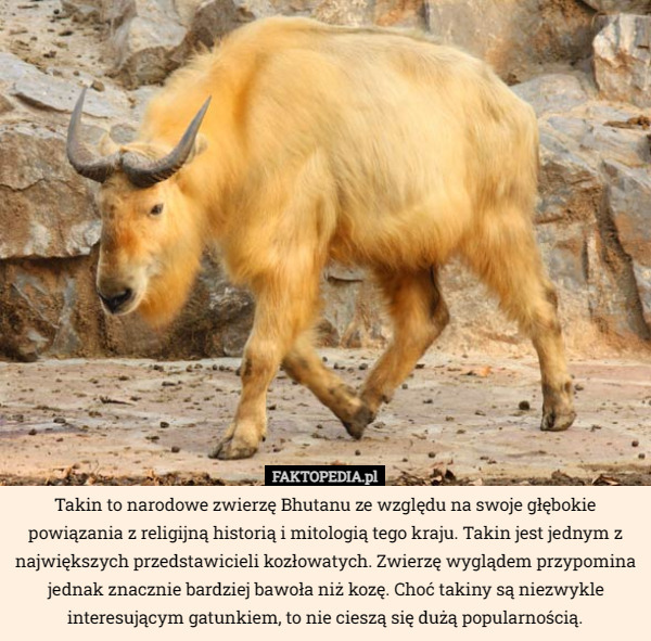 Takin to narodowe zwierzę Bhutanu ze względu na swoje głębokie powiązania z religijną historią i mitologią tego kraju. Takin jest jednym z największych przedstawicieli kozłowatych. Zwierzę wyglądem przypomina jednak znacznie bardziej bawoła niż kozę. Choć takiny są niezwykle interesującym gatunkiem, to nie cieszą się dużą popularnością. 