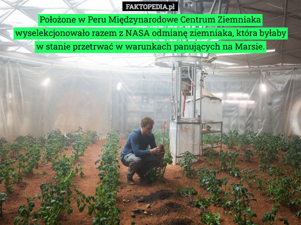 Położone w Peru Międzynarodowe Centrum Ziemniaka wyselekcjonowało razem z NASA odmianę ziemniaka, która byłaby
w stanie przetrwać w warunkach panujących na Marsie. 
