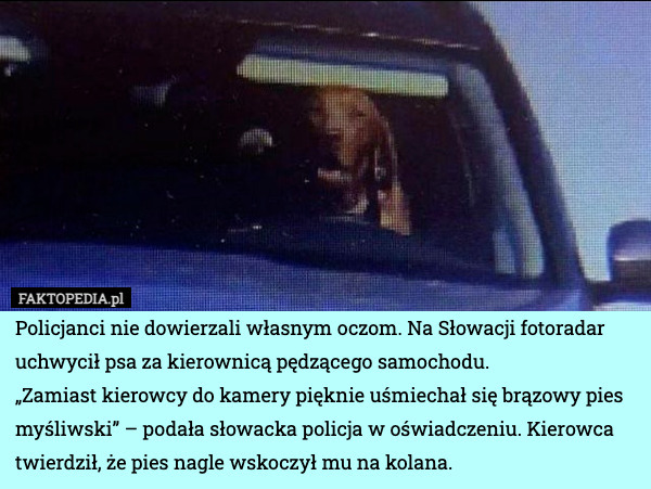 Policjanci nie dowierzali własnym oczom. Na Słowacji fotoradar uchwycił psa za kierownicą pędzącego samochodu.
„Zamiast kierowcy do kamery pięknie uśmiechał się brązowy pies myśliwski” – podała słowacka policja w oświadczeniu. Kierowca twierdził, że pies nagle wskoczył mu na kolana. 