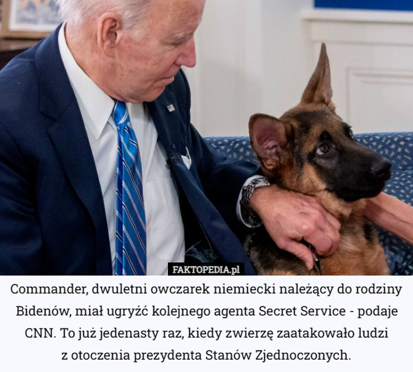 Commander, dwuletni owczarek niemiecki należący do rodziny Bidenów, miał ugryźć kolejnego agenta Secret Service - podaje CNN. To już jedenasty raz, kiedy zwierzę zaatakowało ludzi
 z otoczenia prezydenta Stanów Zjednoczonych. 