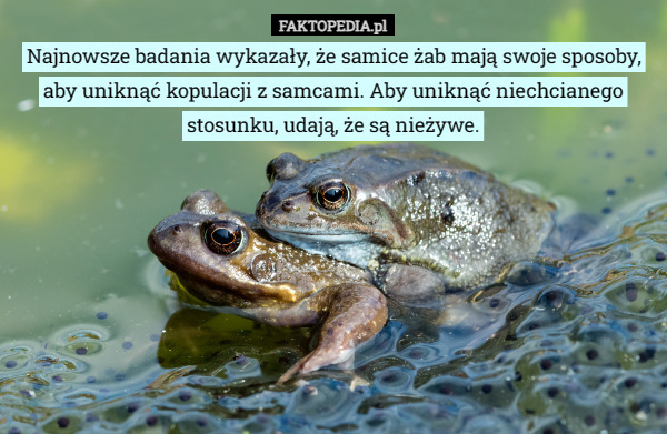 Najnowsze badania wykazały, że samice żab mają swoje sposoby, aby uniknąć kopulacji z samcami. Aby uniknąć niechcianego stosunku, udają, że są nieżywe. 